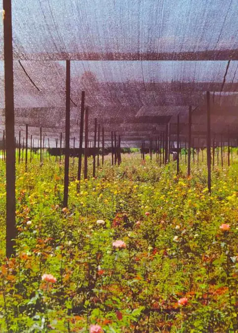 Rosedal de Enrique Pecarevich, Itá, 2009. emLa rosa, reina de los jardines/em