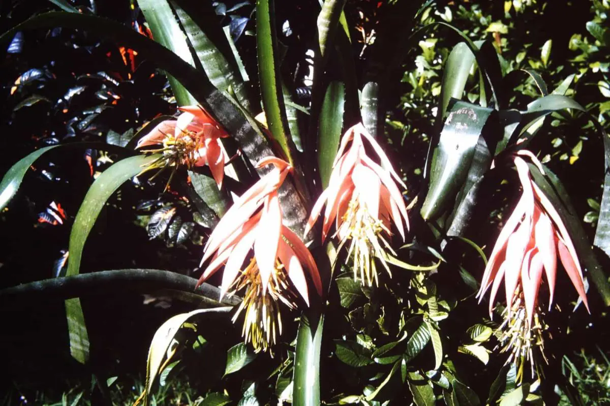 emBilbergia zebrina/em, ca. 1960. Fundación Huellas de la Cultura Paraguaya