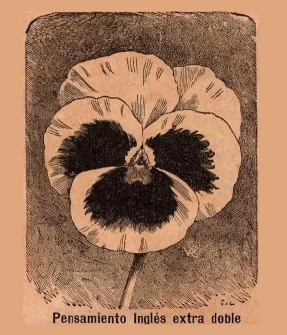 Flor de pensamiento inglés, 1915. Catálogo comercial de Juan Ceriani