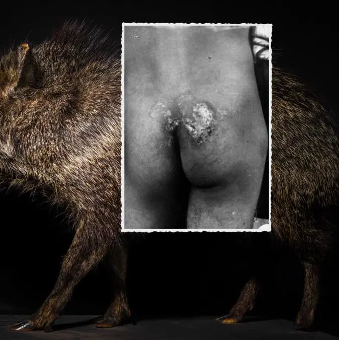 Alfredo Quiroz, emTagua (Catagonus wagneri). Pecari del Chaco/em, 2023. Fotograf�a digital. Impresi�n sobre papel. Cortes�a