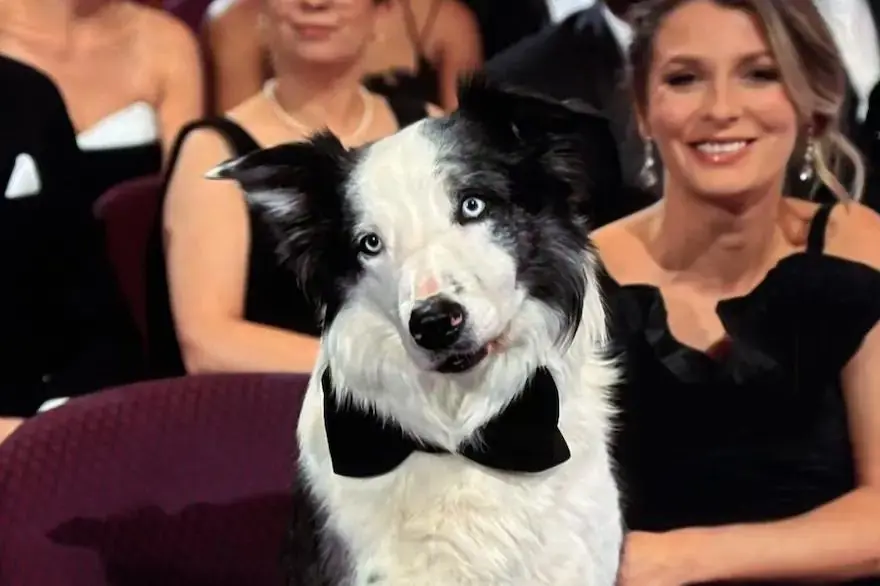 El perro 