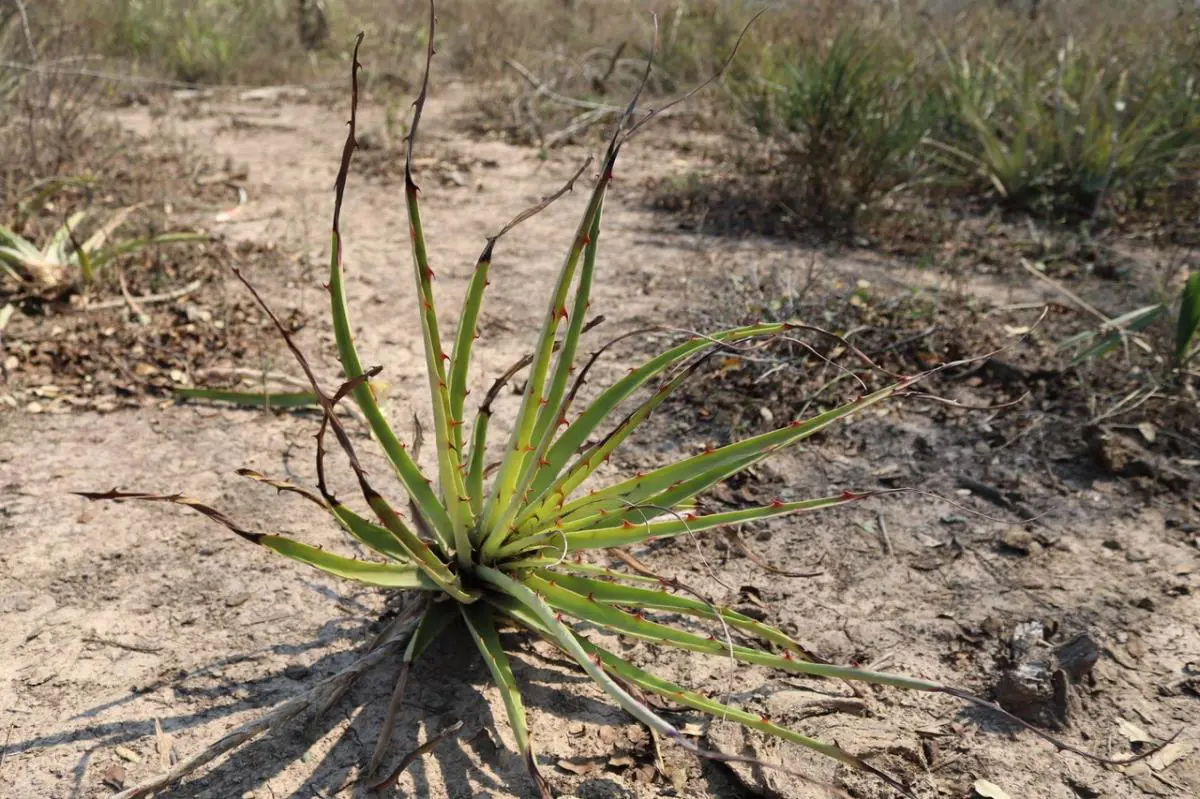 Dajudie (emBromelia hieronvmi/em), tambi�n conocida como caraguat�. Cortes�a