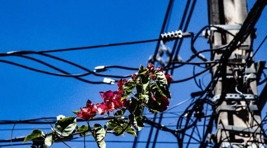Fotograf�a de la muestra emCiudad enramada/em, de Ra�l Stelatto. Cortes�a