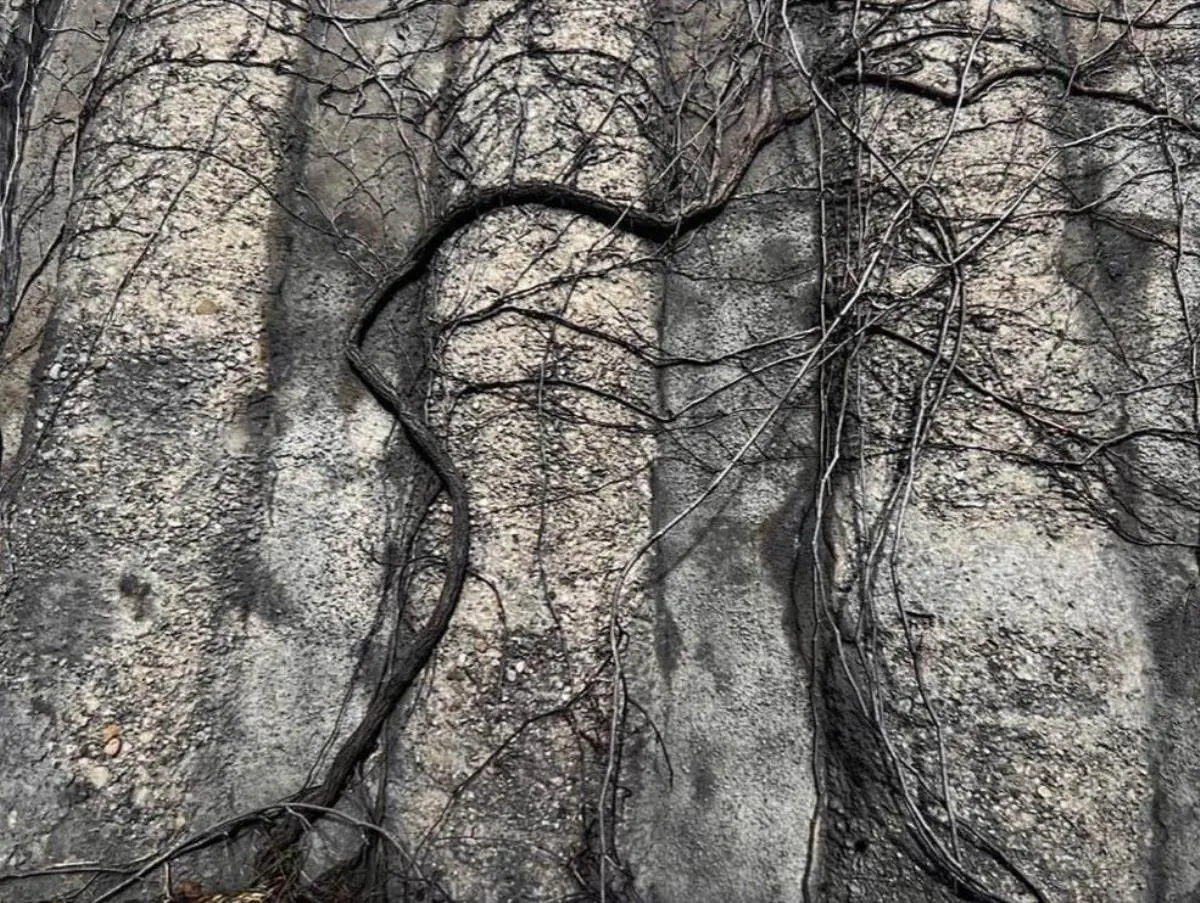 Alejandra Mastro, &ldquo;El paisaje, un sujeto&rdquo;, de la serie emVivo/em, 2024 (14 piezas). Cortes�a de la artista.