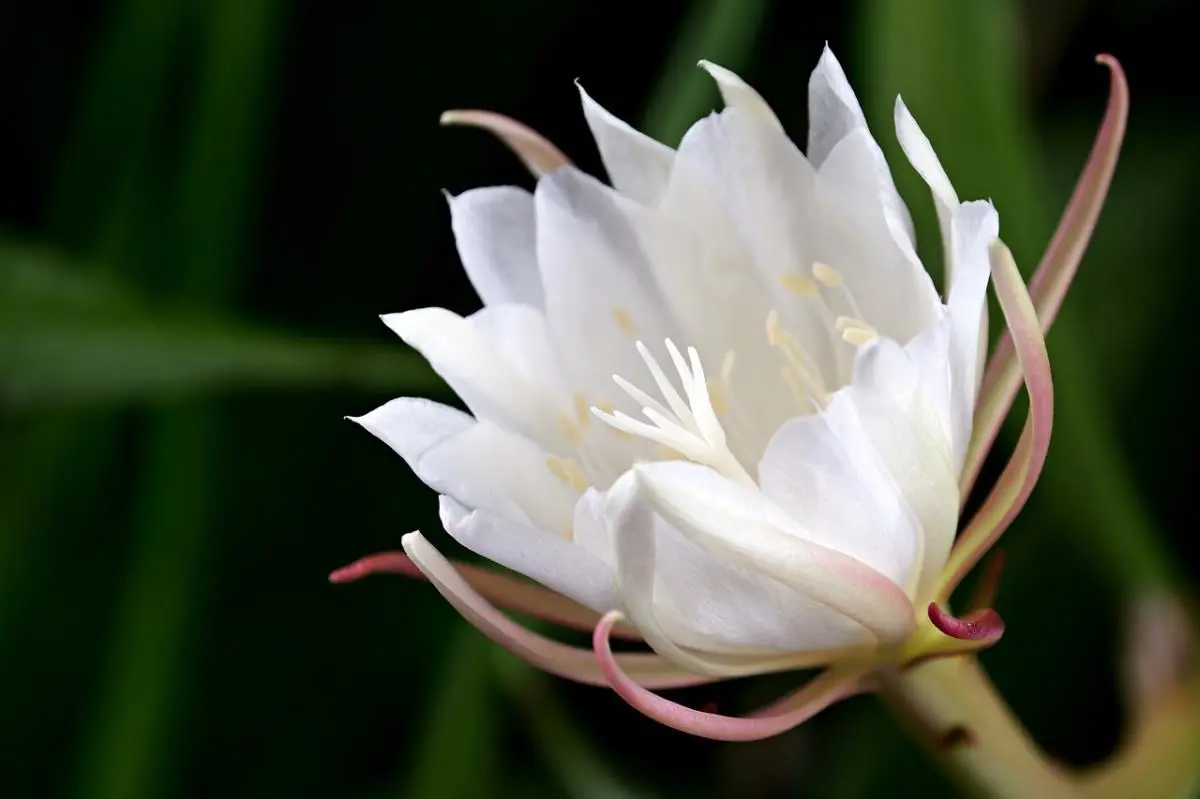 Epiphyllum Oxypetalum, orqu�dea (Pixabay)