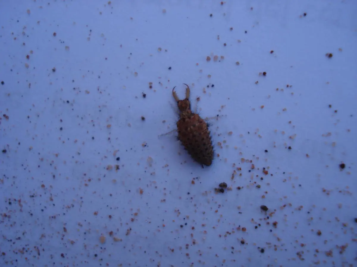 Larva de hormiga le�n. Foto: Lidia P�rez de Molas.