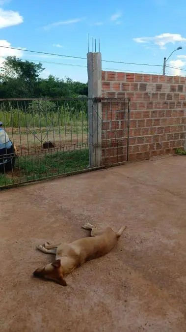 El perro al parecer recibi� una hondita en la cabeza y muri� en el instante. Foto: Gentileza.