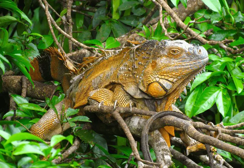 La iguana verde o emIguana iguana/em. Foto: Rebeca Irala.
