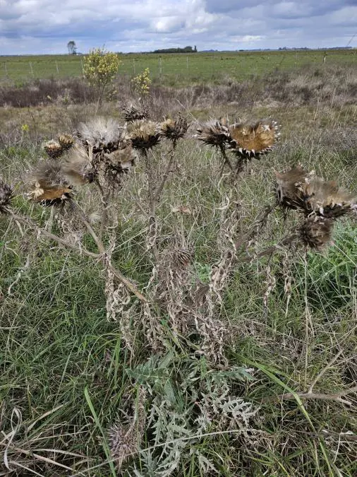Cardo bonaerense con ramas y flores secas pero hojas verdes en su base Foto: Alberto Yanosky