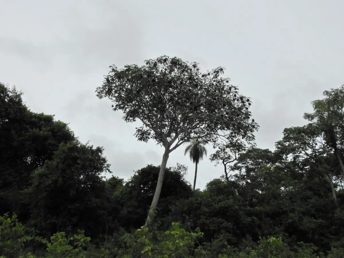Los bosques tienen elementos dominantes y emergentes que permiten caracterizarlos. Alberto Yanosky.