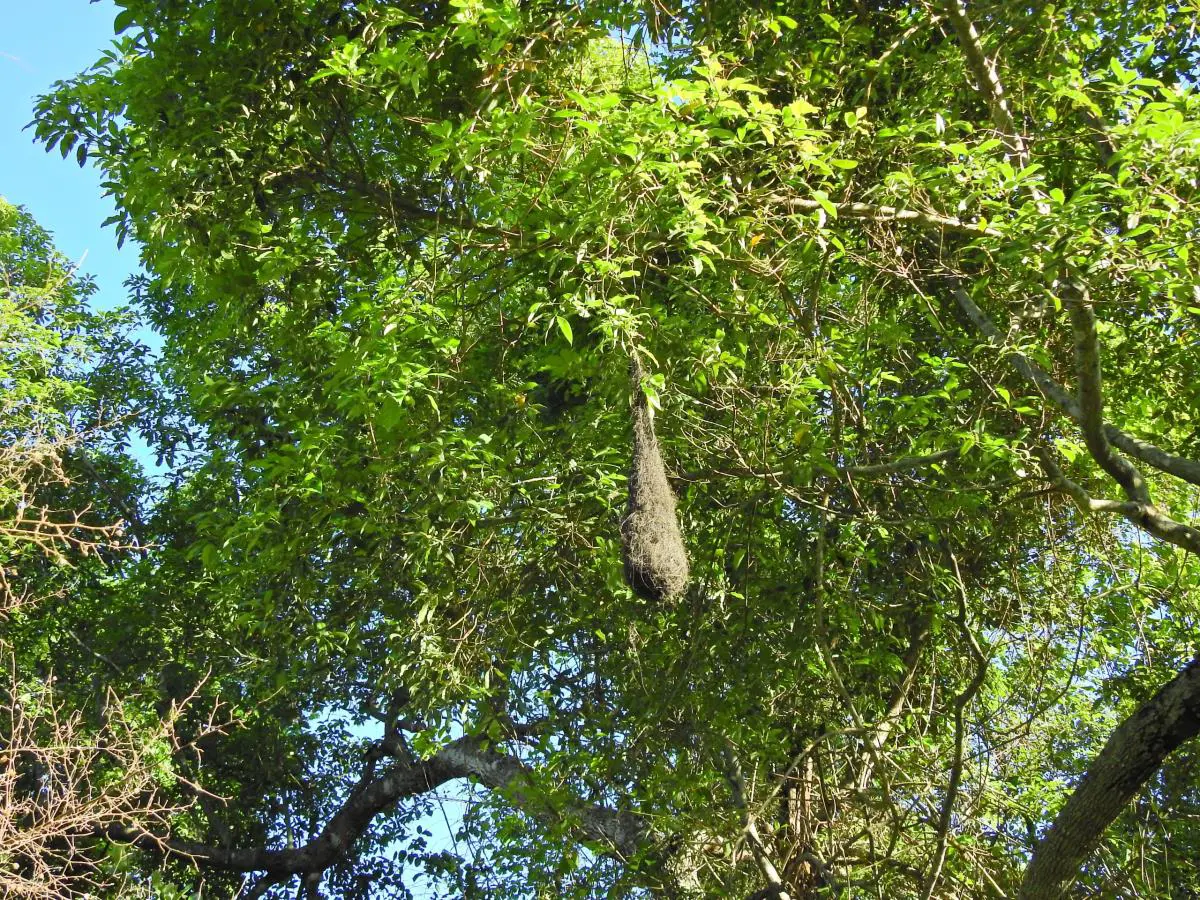 Los bosques paraguayos adoptan diferentes fisonom�as y se intercalan con pastizales. Alberto Yanosky.