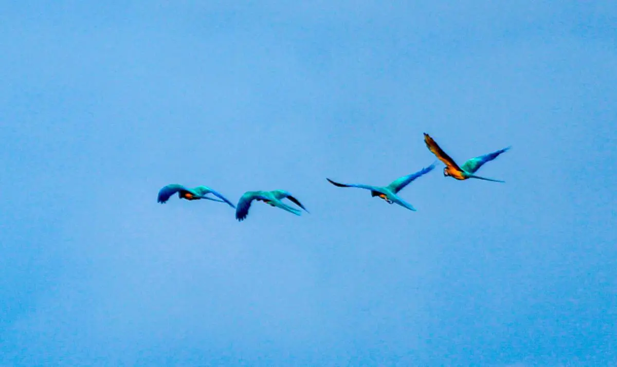 Grupo de Kanindé en vuelo en Amambay. Foto: Carlos Ortega.
